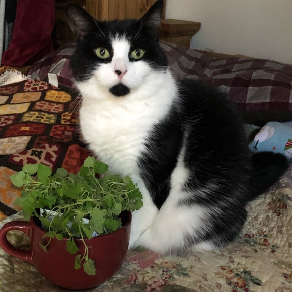 😻 MY 3 BABY GIRLS 😻 - Picture 5 of 12